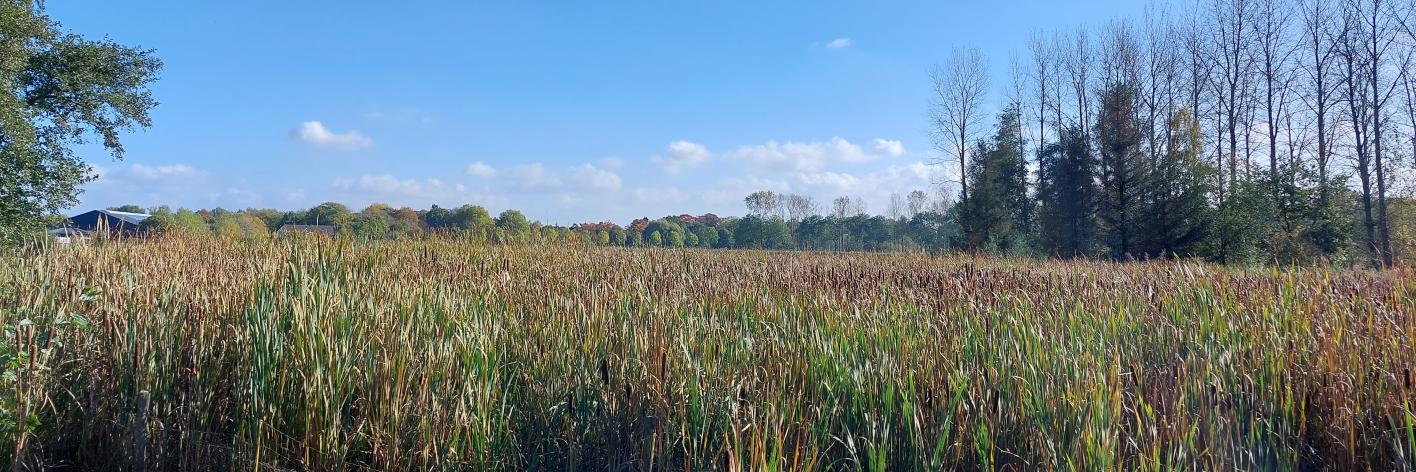 Paludicultuur met Lisdodde