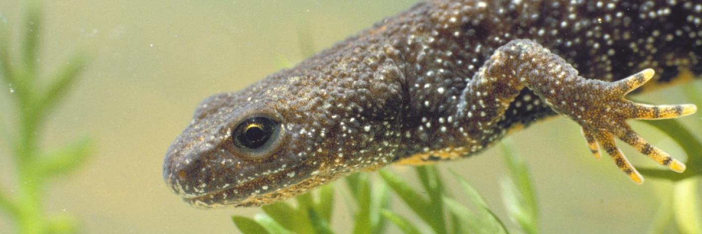 Kamsalamander