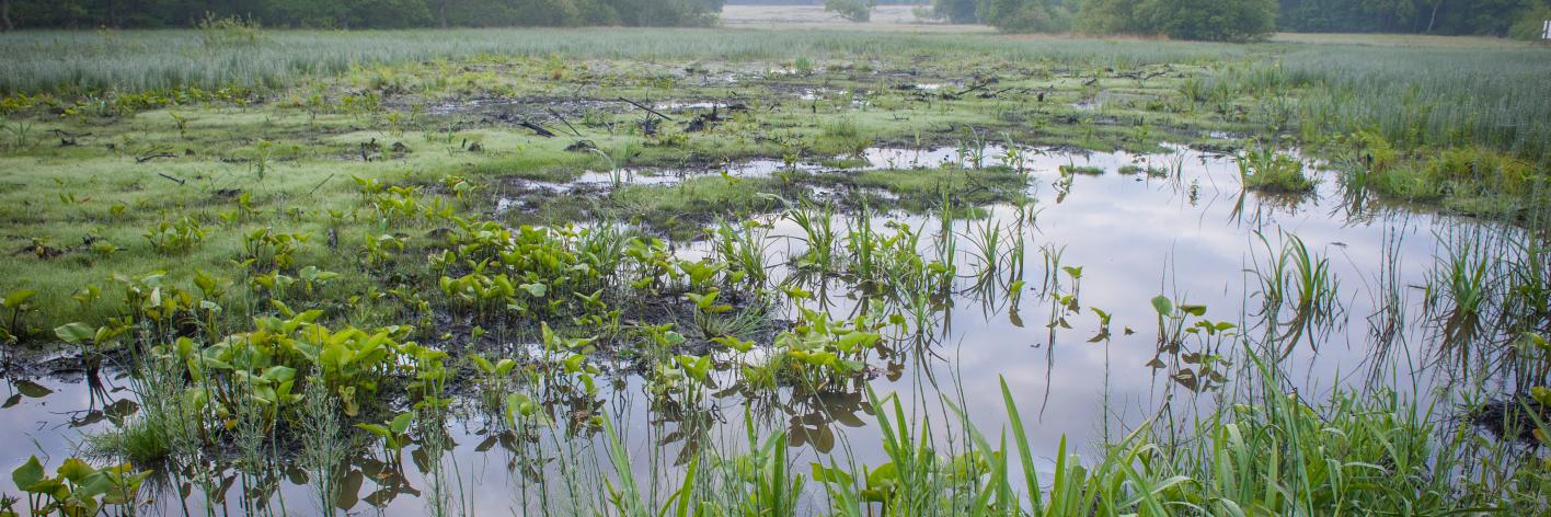 Zwarte Beek Veen