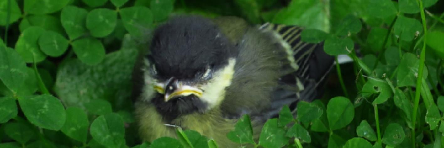 Dieren kunnen zich verbergen in tuin.