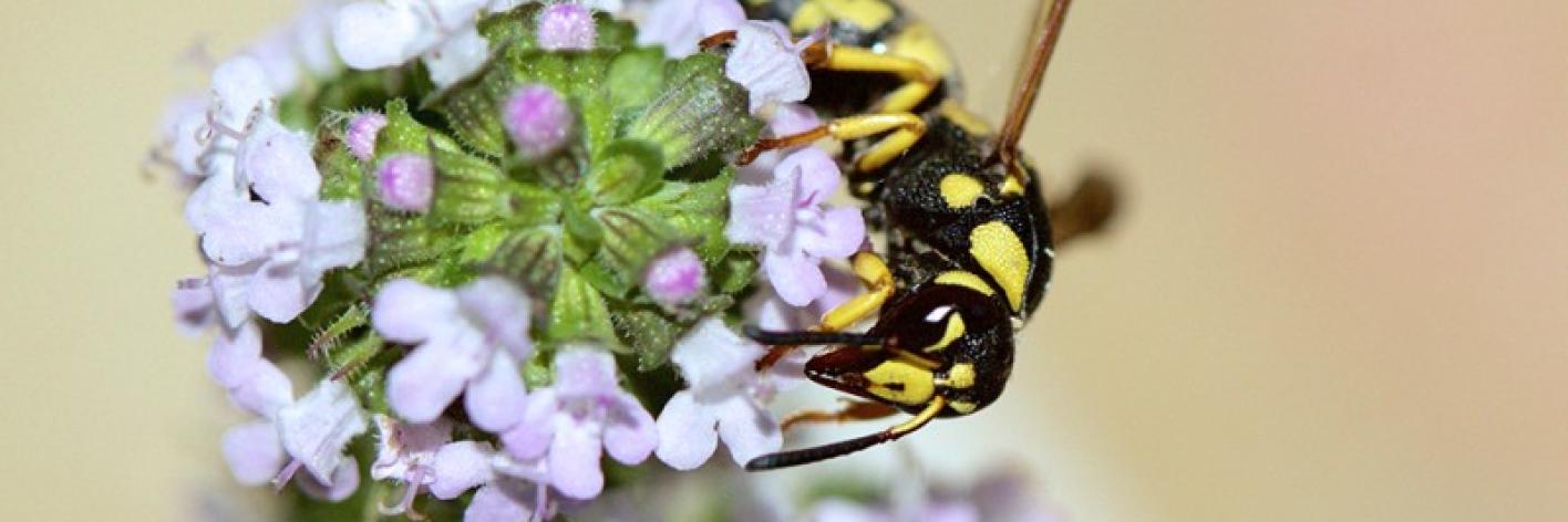 Euodynerus dantici 