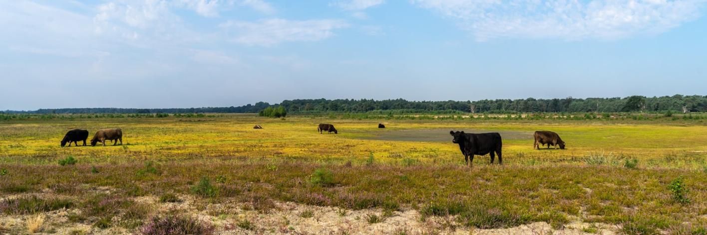Bijenreservaat Hageven