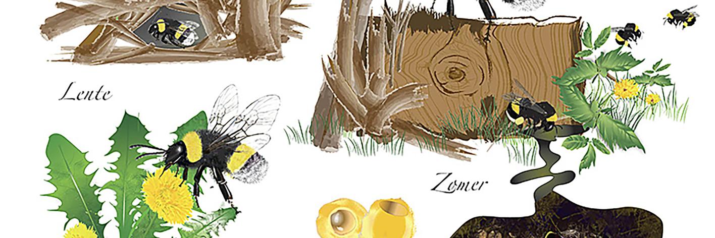 Leven van de Hommel