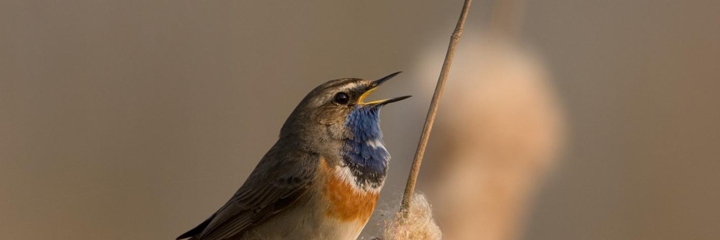 Blauwborst