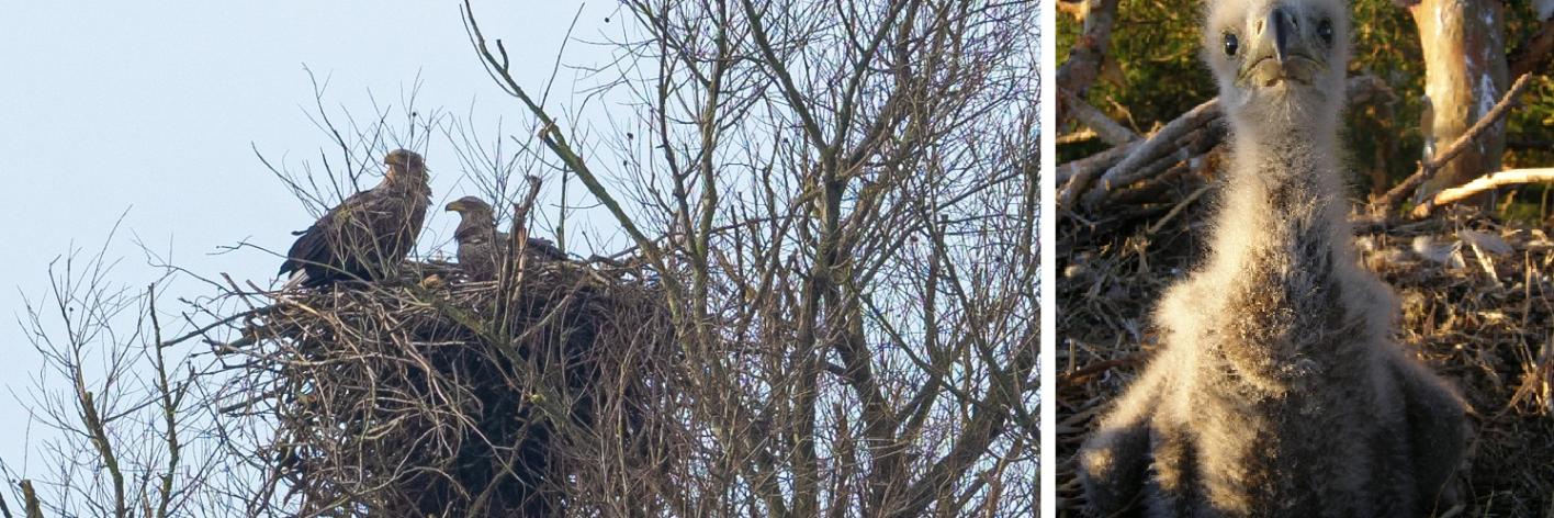 Links: zeearenden Paul & Betty op het nest, rechts: foto van een ander kuiken ter illustratie