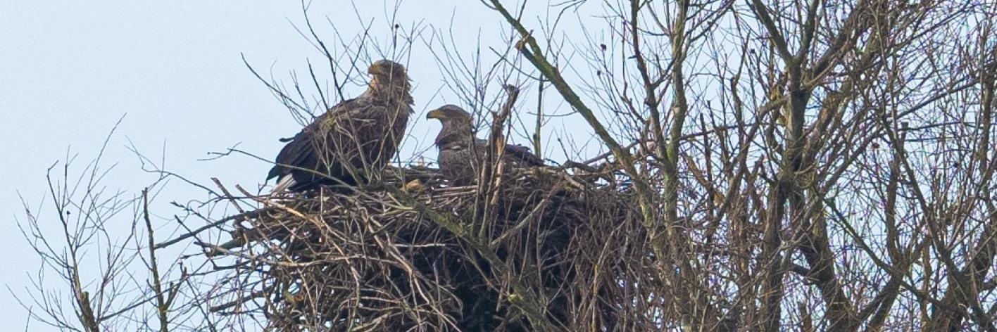 Paul en Betty op het nest