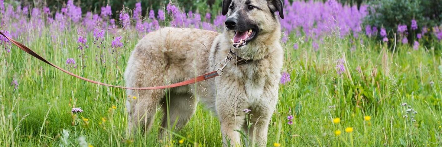Honden aan de leiband aub