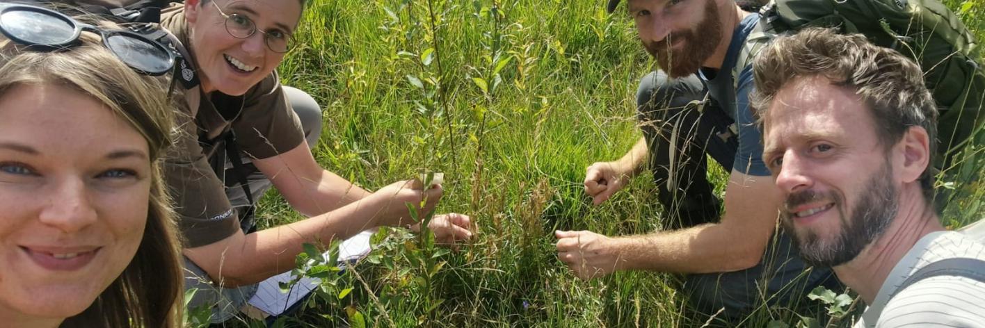 zaadinzameling klokjesgentiaan / seed harvesting of the marsh gentian