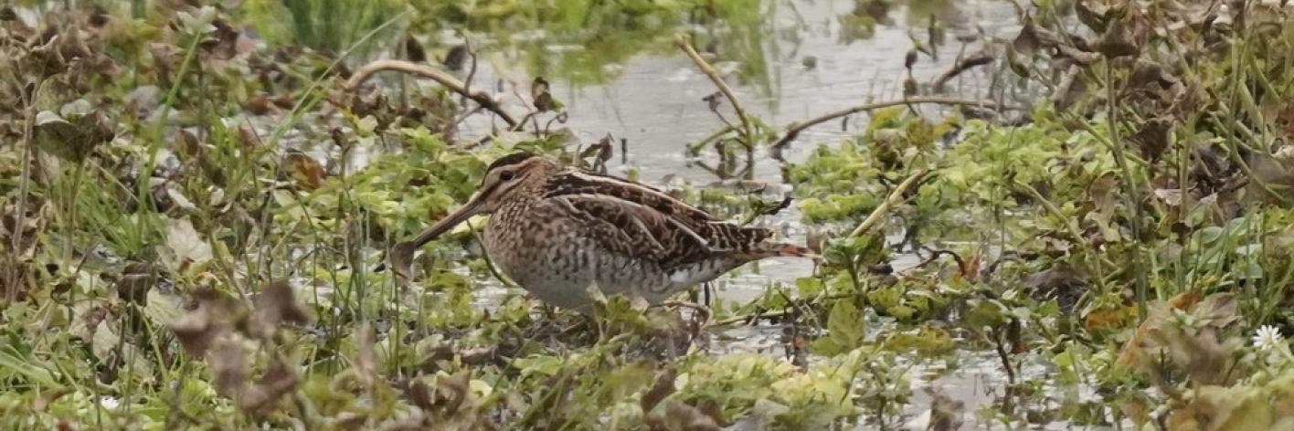 watersnip