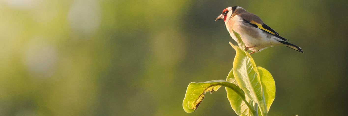 Vroege Vogelwandeling
