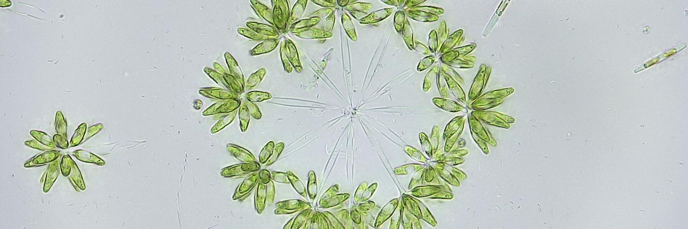 Actidesmium hookeri