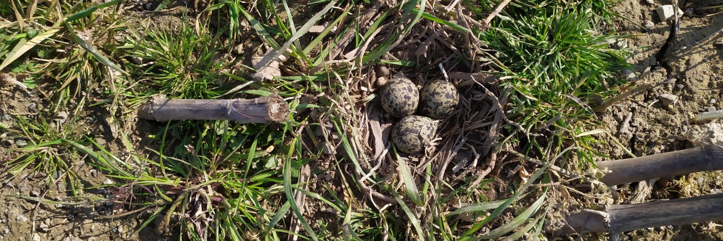 Nest kievit