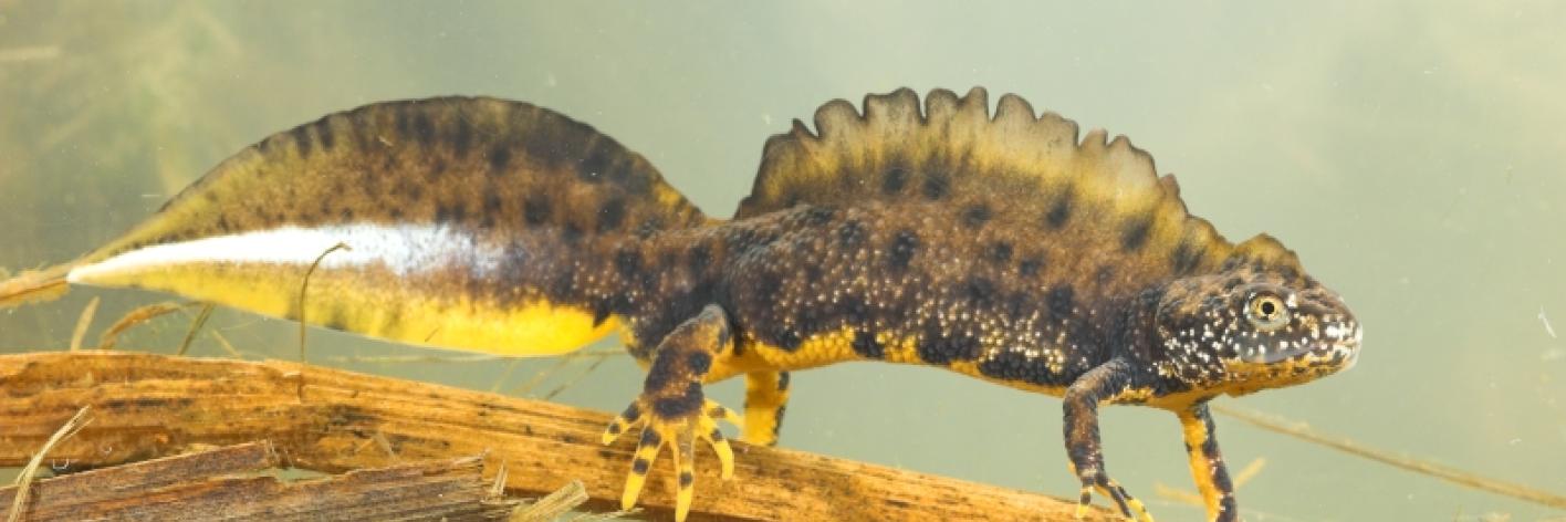 Kamsalamander