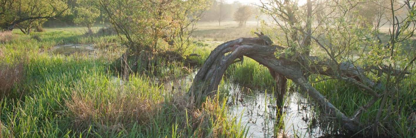 wetland