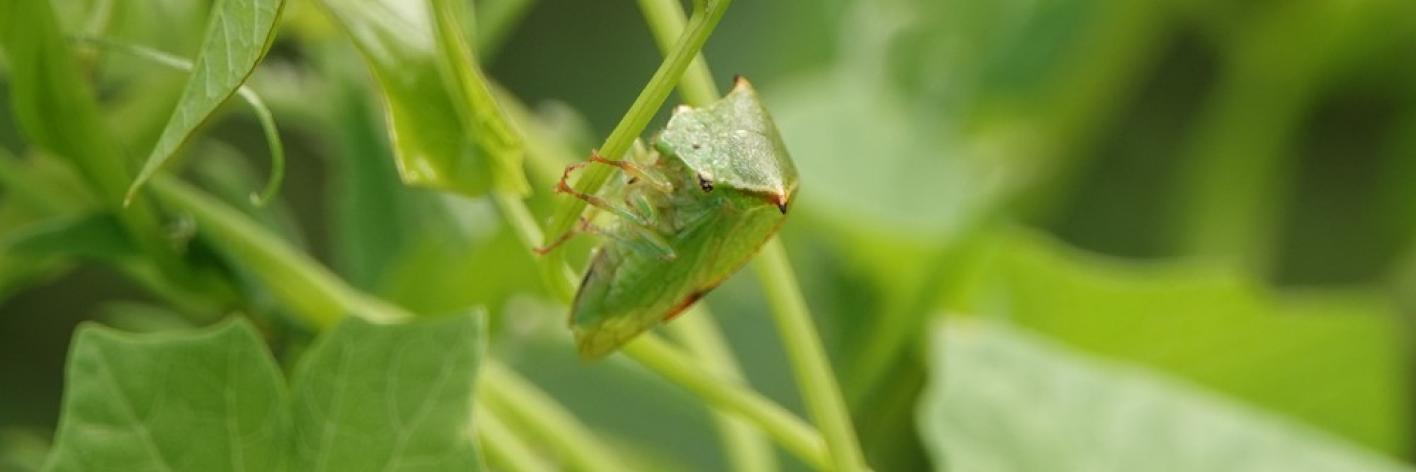 Buffelcicade