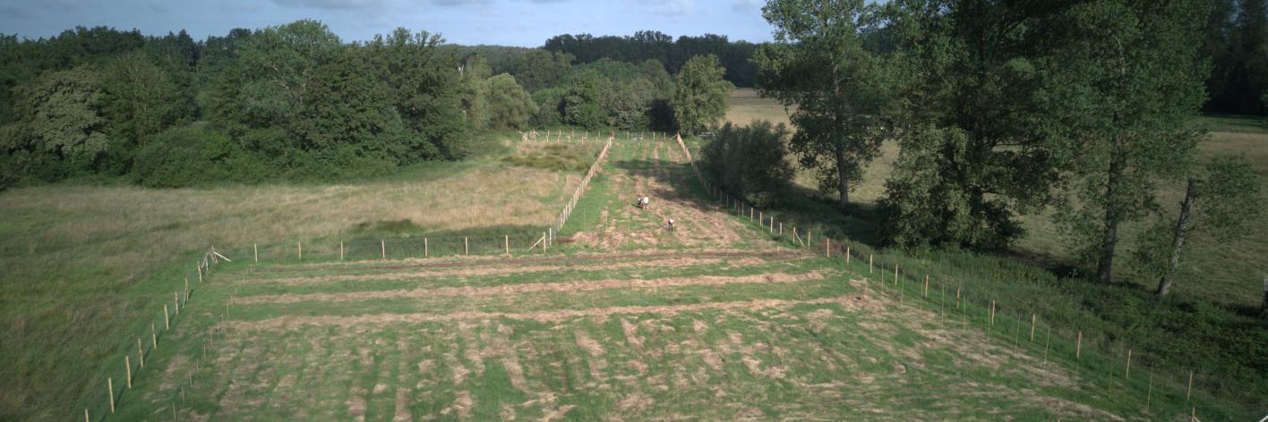 Paludicultuur met wilgen