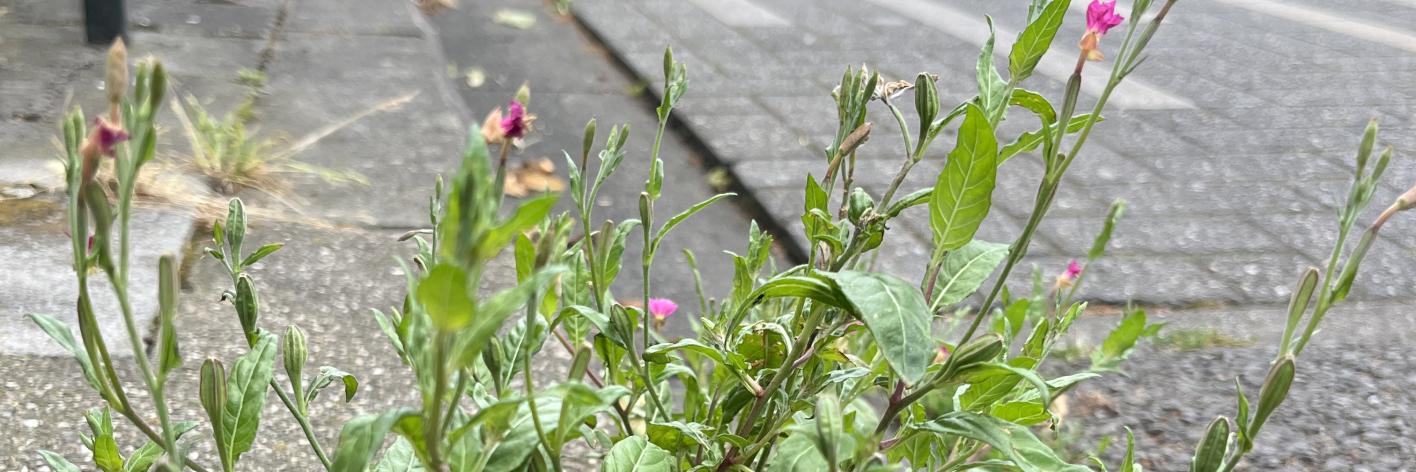 Oenothera rosea