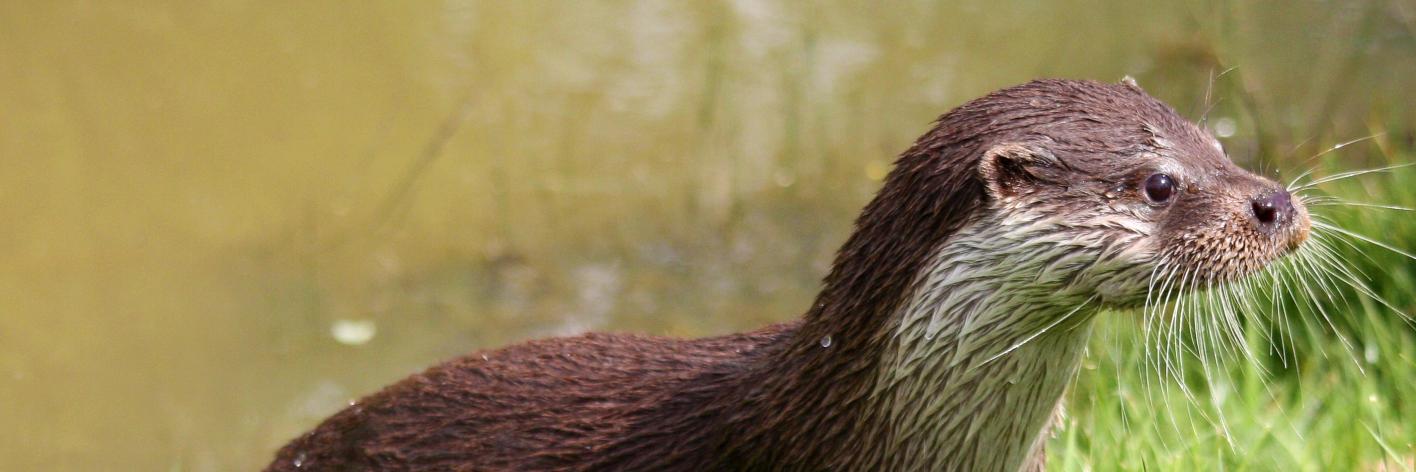 Europese otter