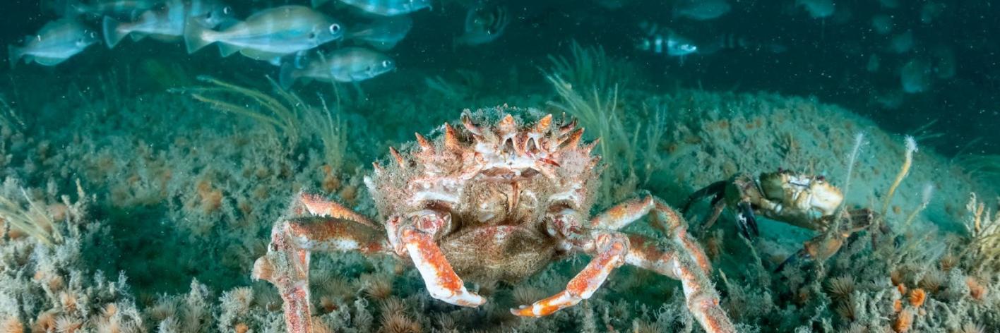 Noordzeebiodiversiteit