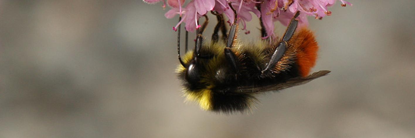 Steenhommel