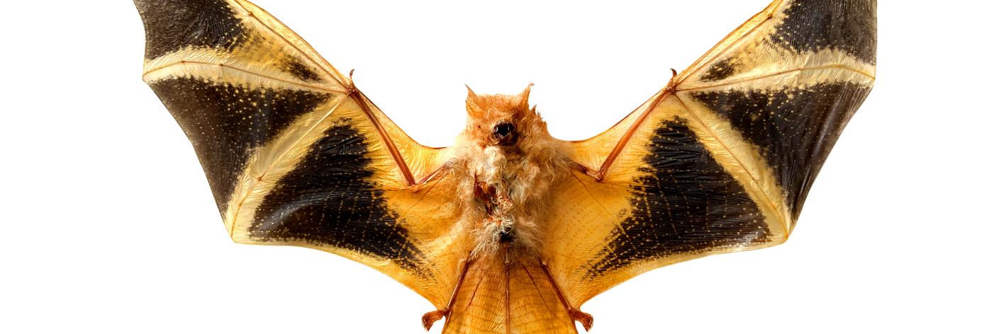 Painted bat