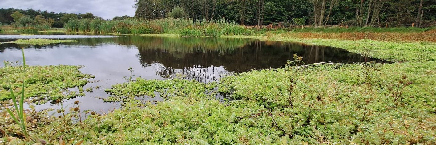 Wetland