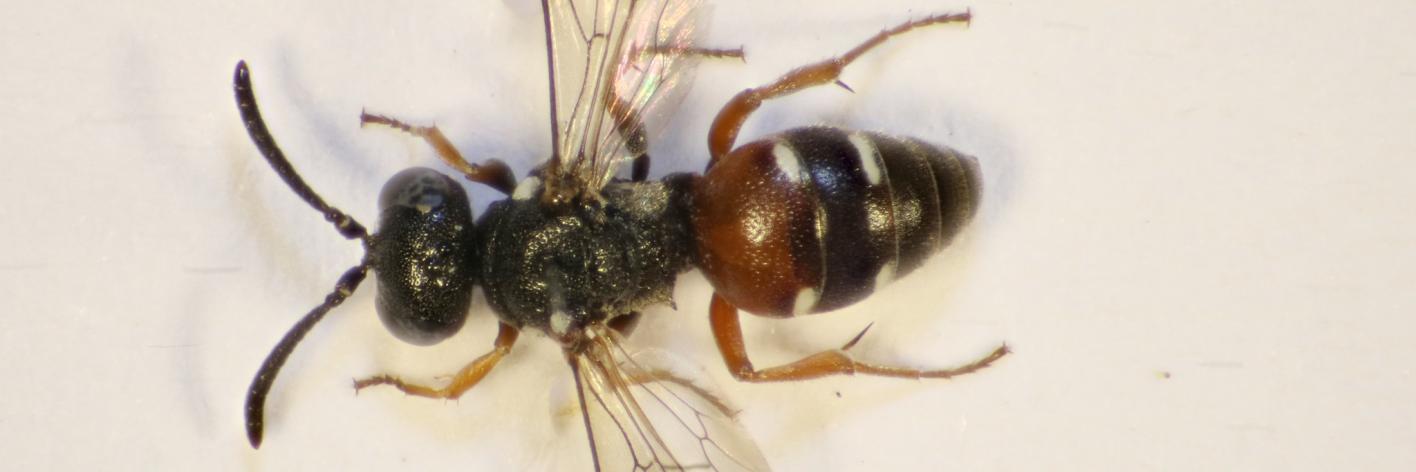 Nysson distinguendus