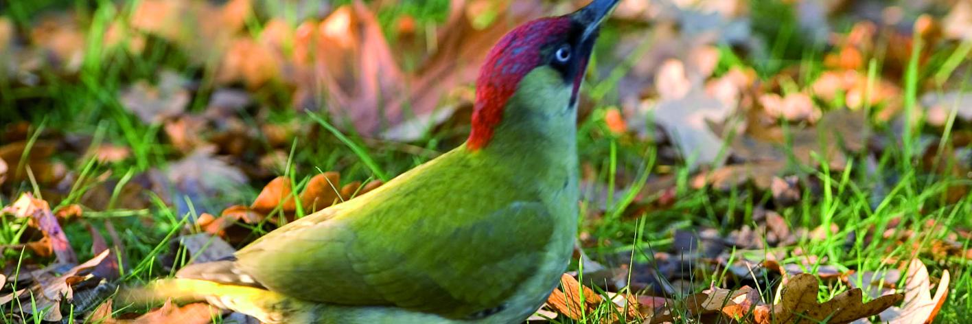 vogels