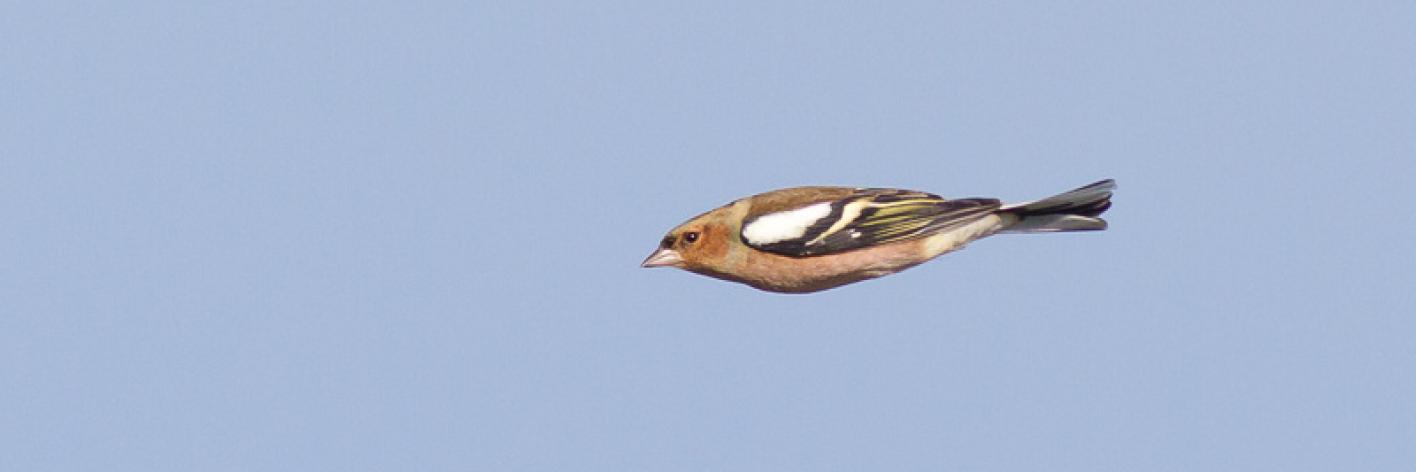 Vink