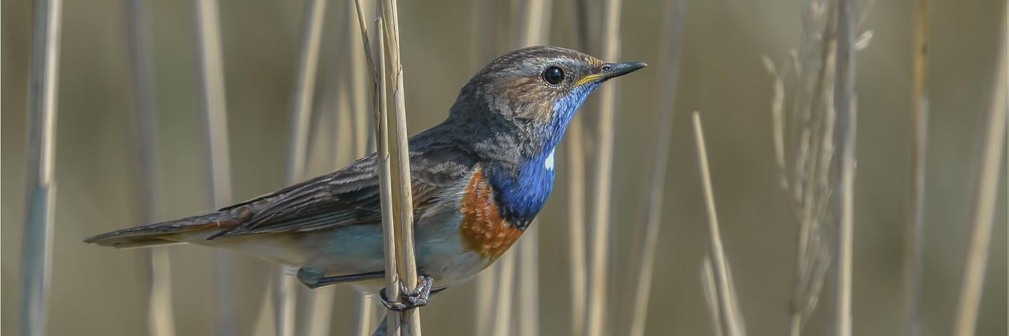 De Blauwborst