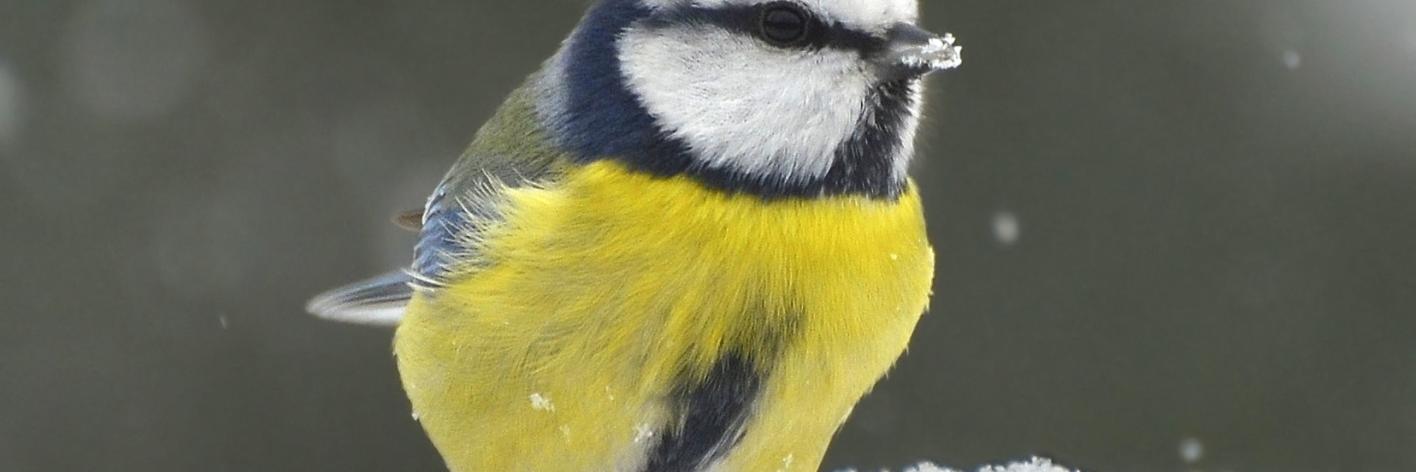 vogels
