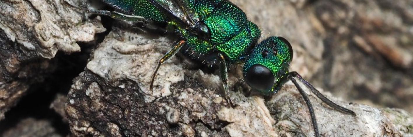 Goudwesp Trichrysis cyanea