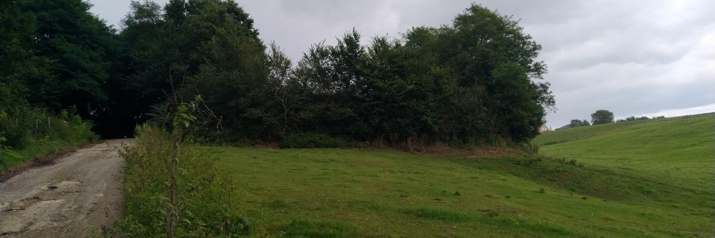 Zicht op de houtkant van het perceel
