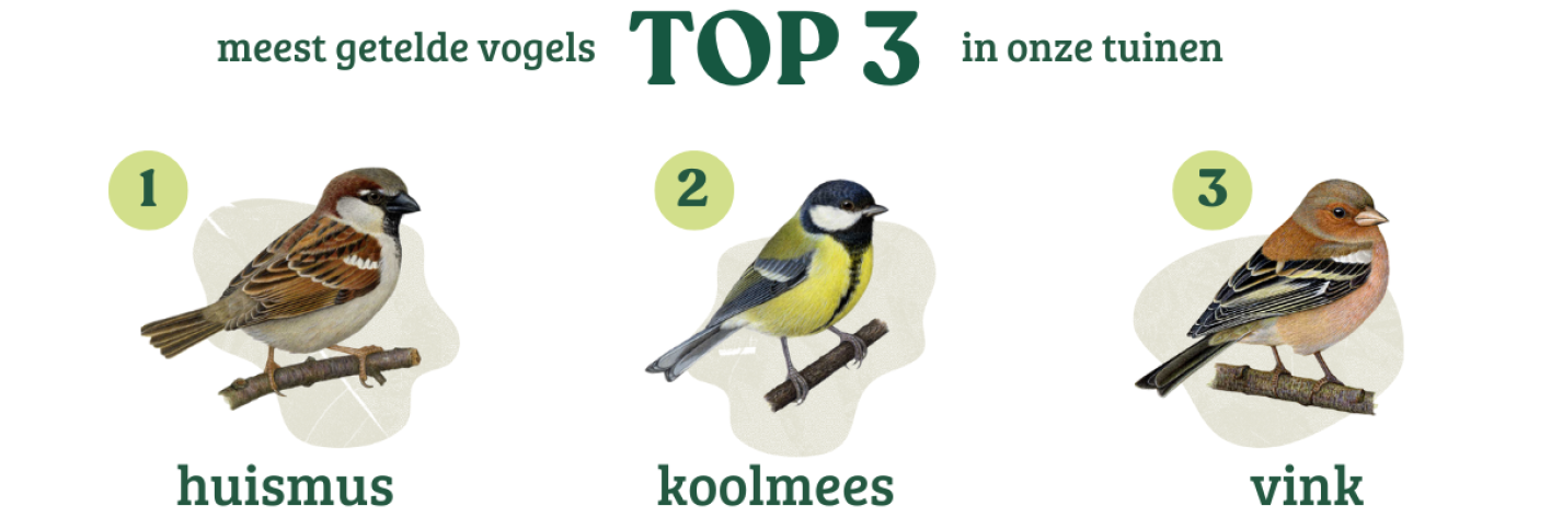 Top 3 Vogelweekend