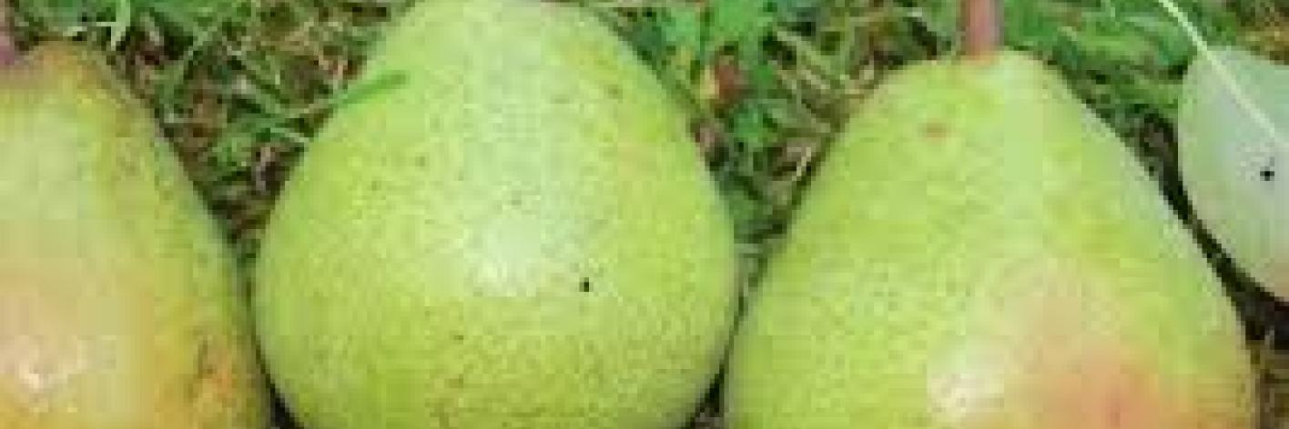 Peren in Zammelen
