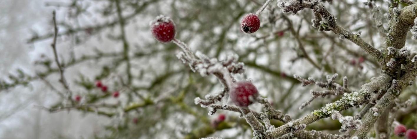 Koeheide in de winter