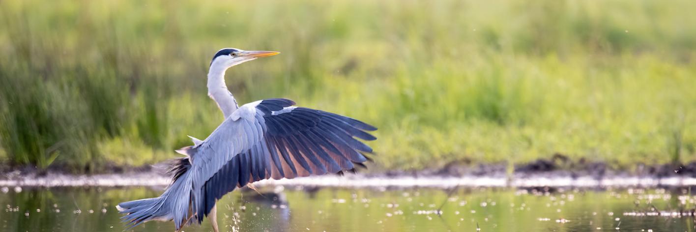 reiger