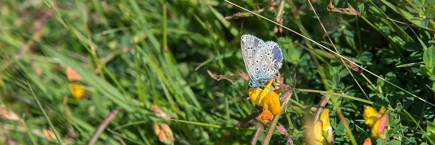 Wandeling Maldegemveld Wandeling Bloemen- Insecten