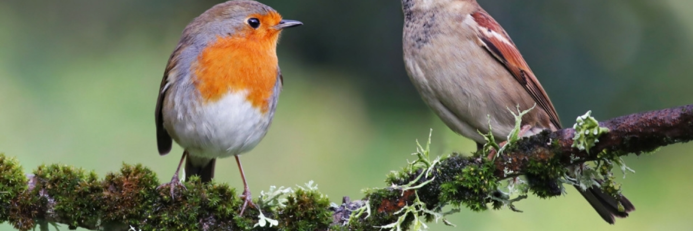 Vogels in de winter