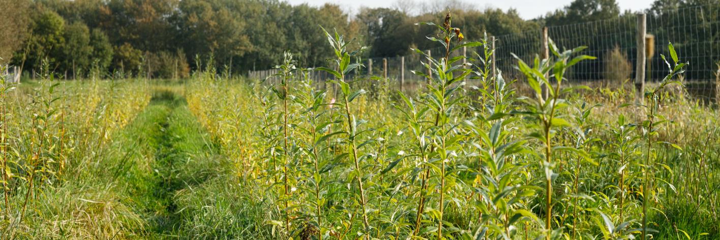Paludicultuur met wilgen, 4 maand na aanplant