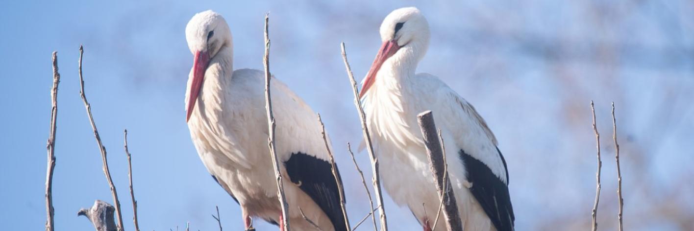 ooeivaars op nest in Vorst