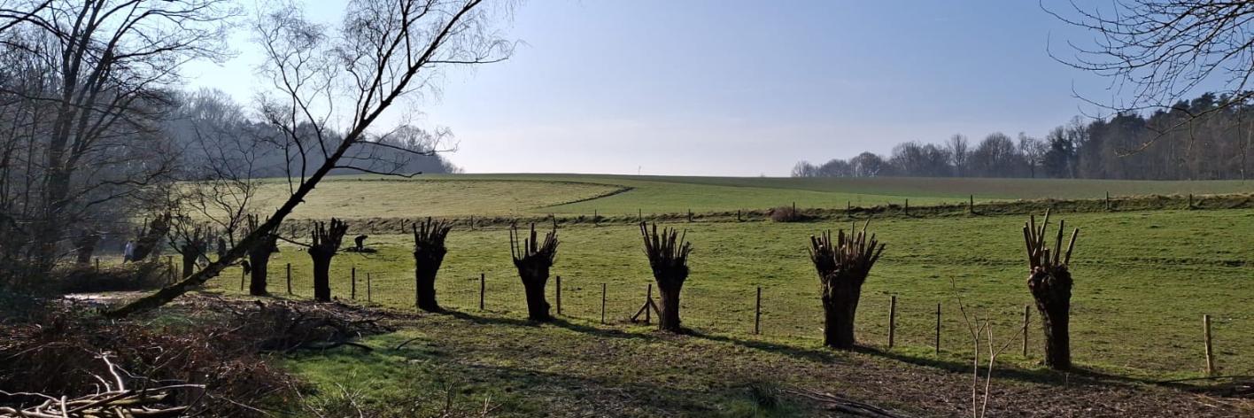 Geknotte wilgen Kwadebeek