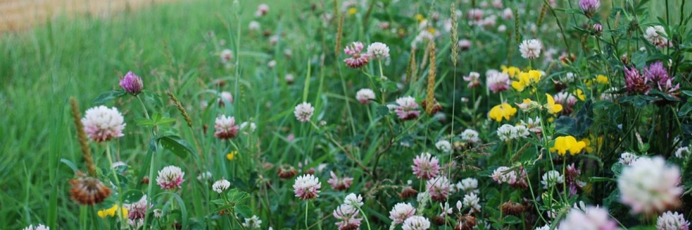 Biodiversiteitverlies