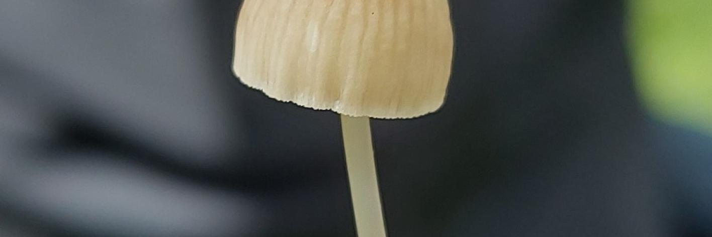 Mycena abramsii