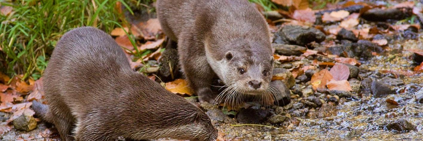 Otters
