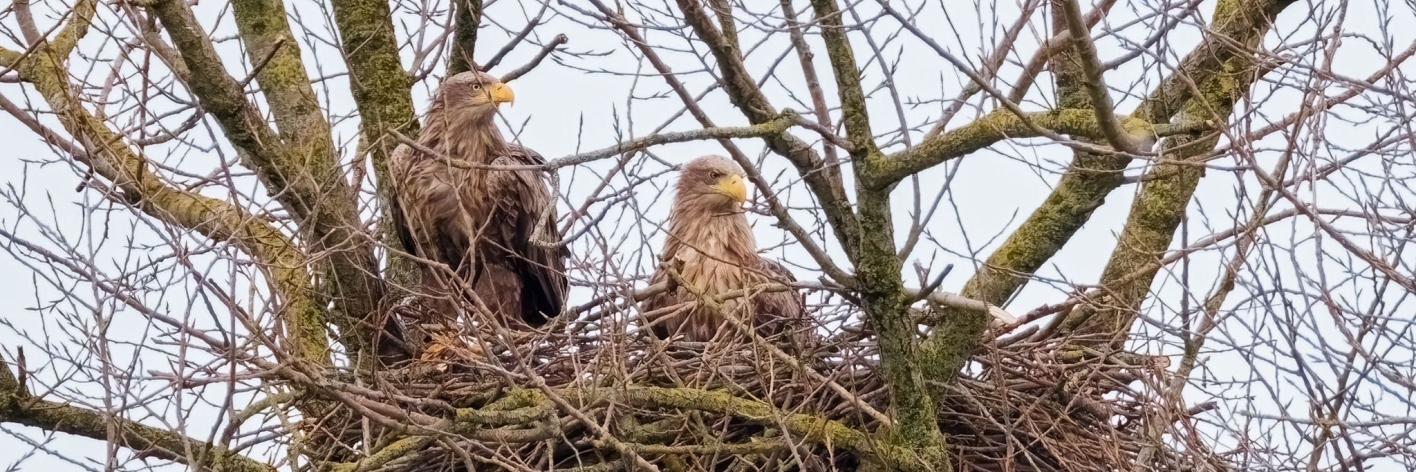 Paul en Betty op hun nest 