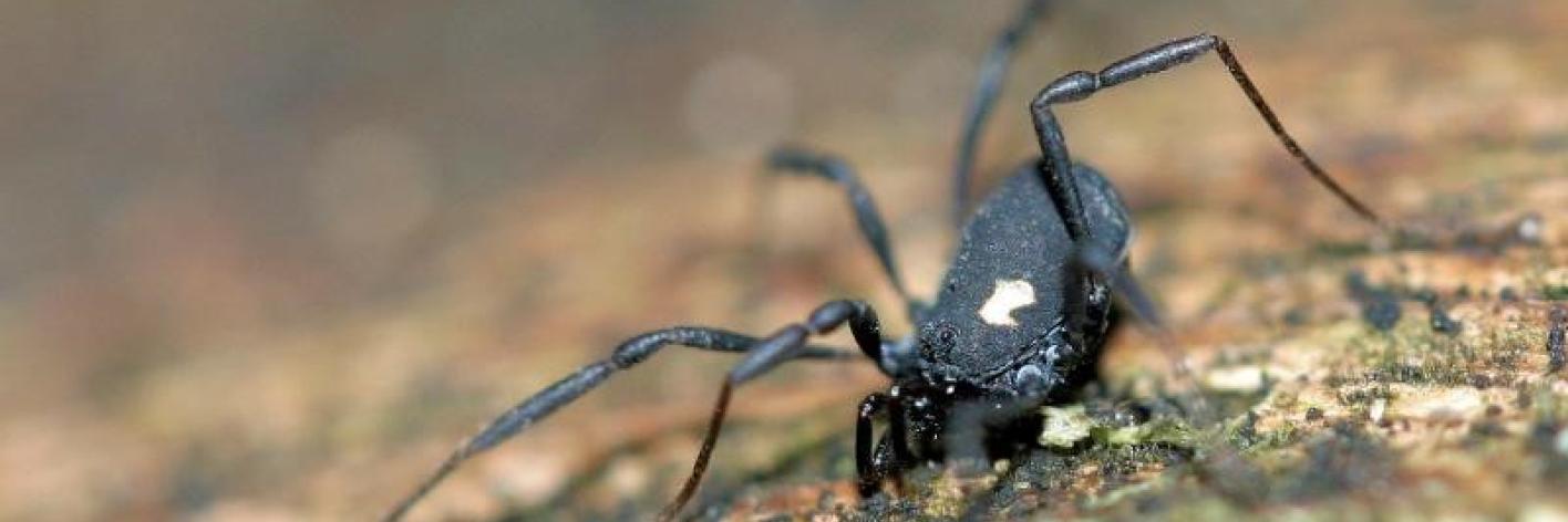 Nemastoma bimaculatum (Fabricius, 1775) © JN