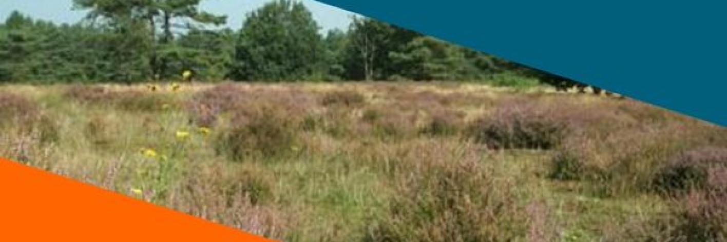 CodeOranje