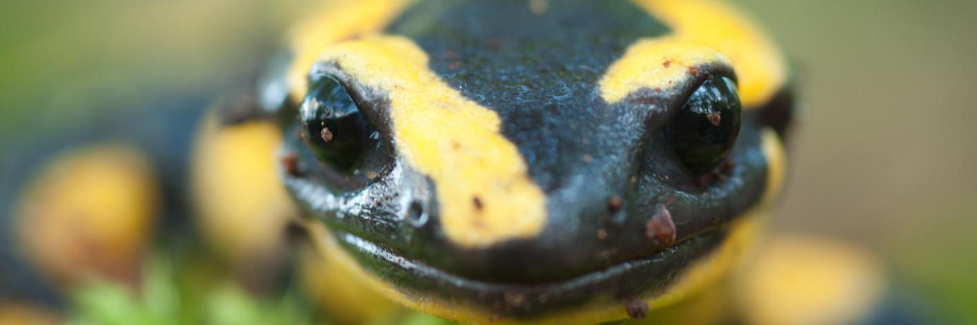 Vuursalamander