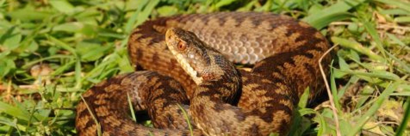 Adder